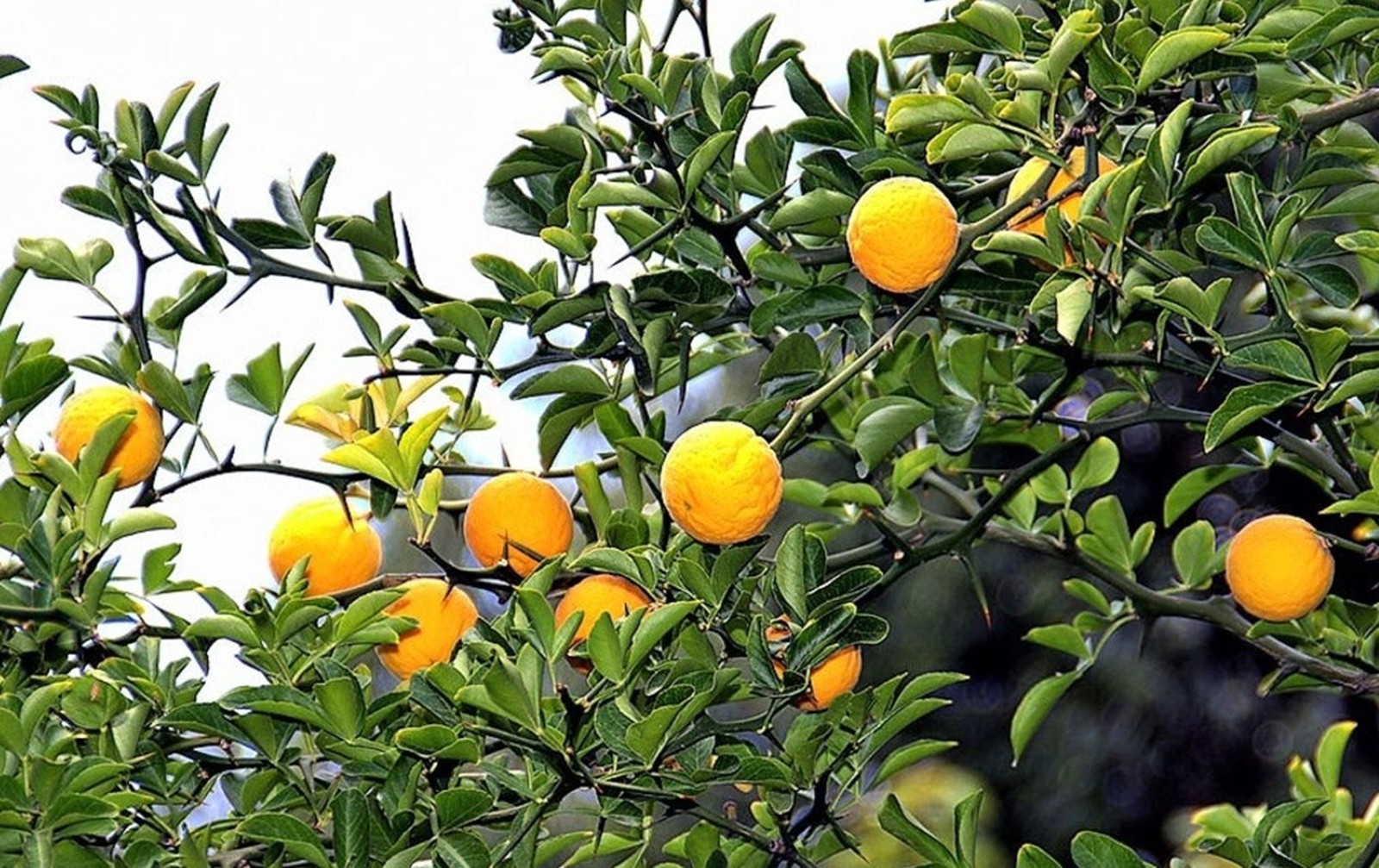 Hardy Orange Live Tree seedling (1 feet tall, 1 Qt pot) Citrus trifoliata