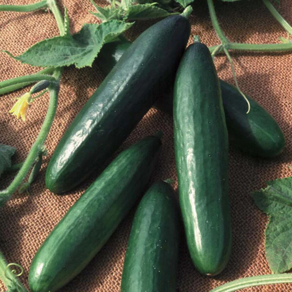 Diva Cucumber Seeds (Hybrid) | AAS Winner | Non-GMO | Free Shipping | 1058