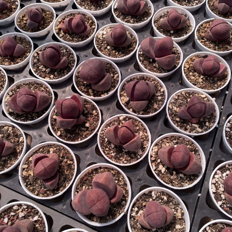 4-5CM Succulent Plant Pleiospilos Nelii Schwantes（Purple）Aizoaceae Home Garden.