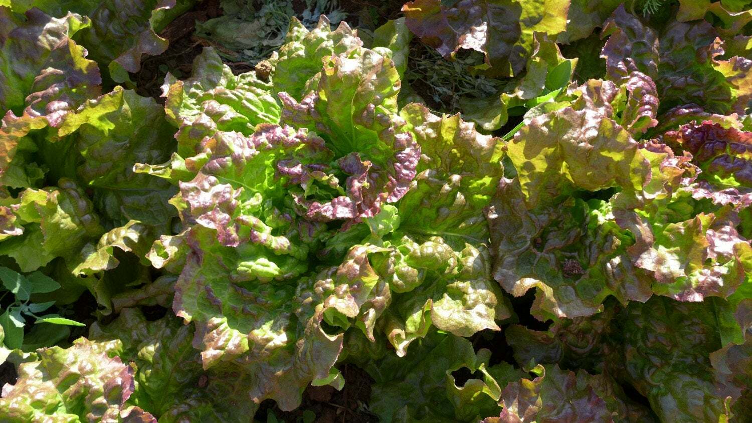Prizehead Leaf Lettuce, NON-GMO, Heirloom, FREE SHIPPING