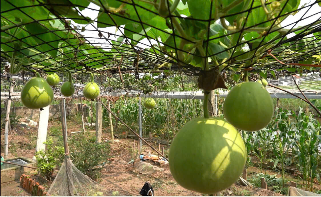 Giant Round Gourd Seeds | Calabash Gourd Seeds | Non-GMO, High Yield, Organic