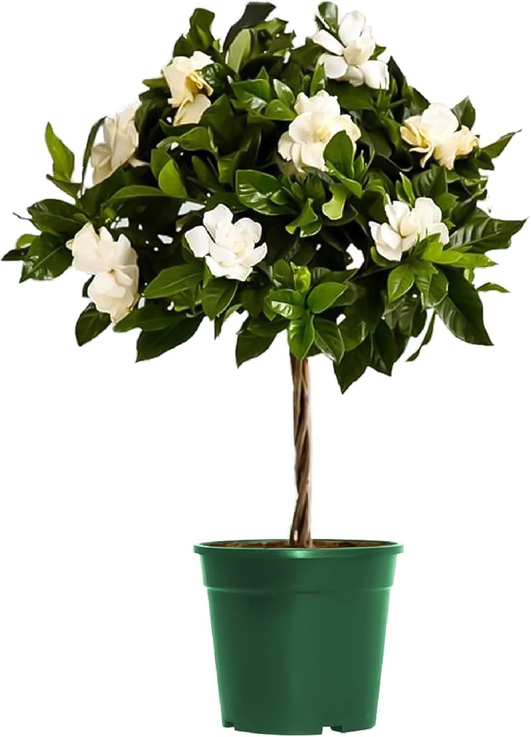 Mini Gardenia Tree 6-Inch Fragrant Indoor Outdoor Plant Blooming Home Office