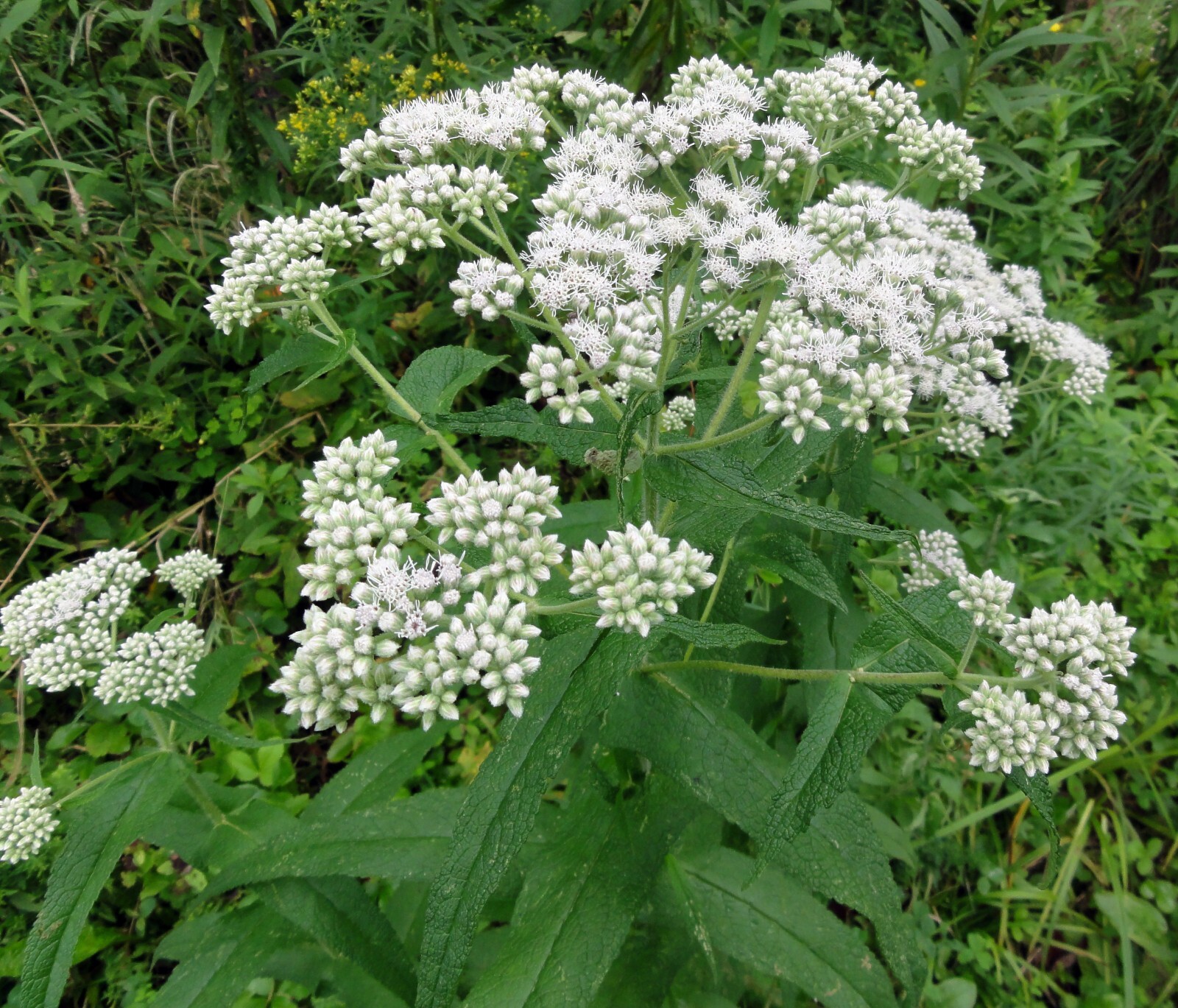 300 Common Boneset Seeds – Eupatorium perfoliatum – None-GMO Medicinal Herb