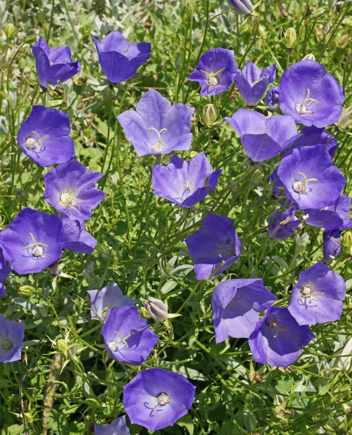 Landscaper’s Pack SHADE Mix Wildflowers Annual Perennial Heirloom 5000 Seeds!