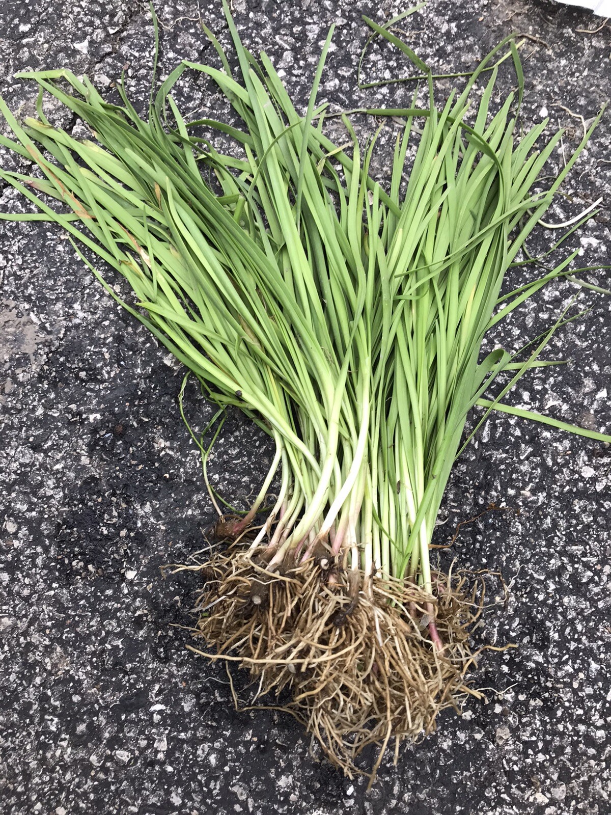 100 Rooted Chinese Chives Plants (Organic Garlic Chives, Over 3 Years Old)韭菜