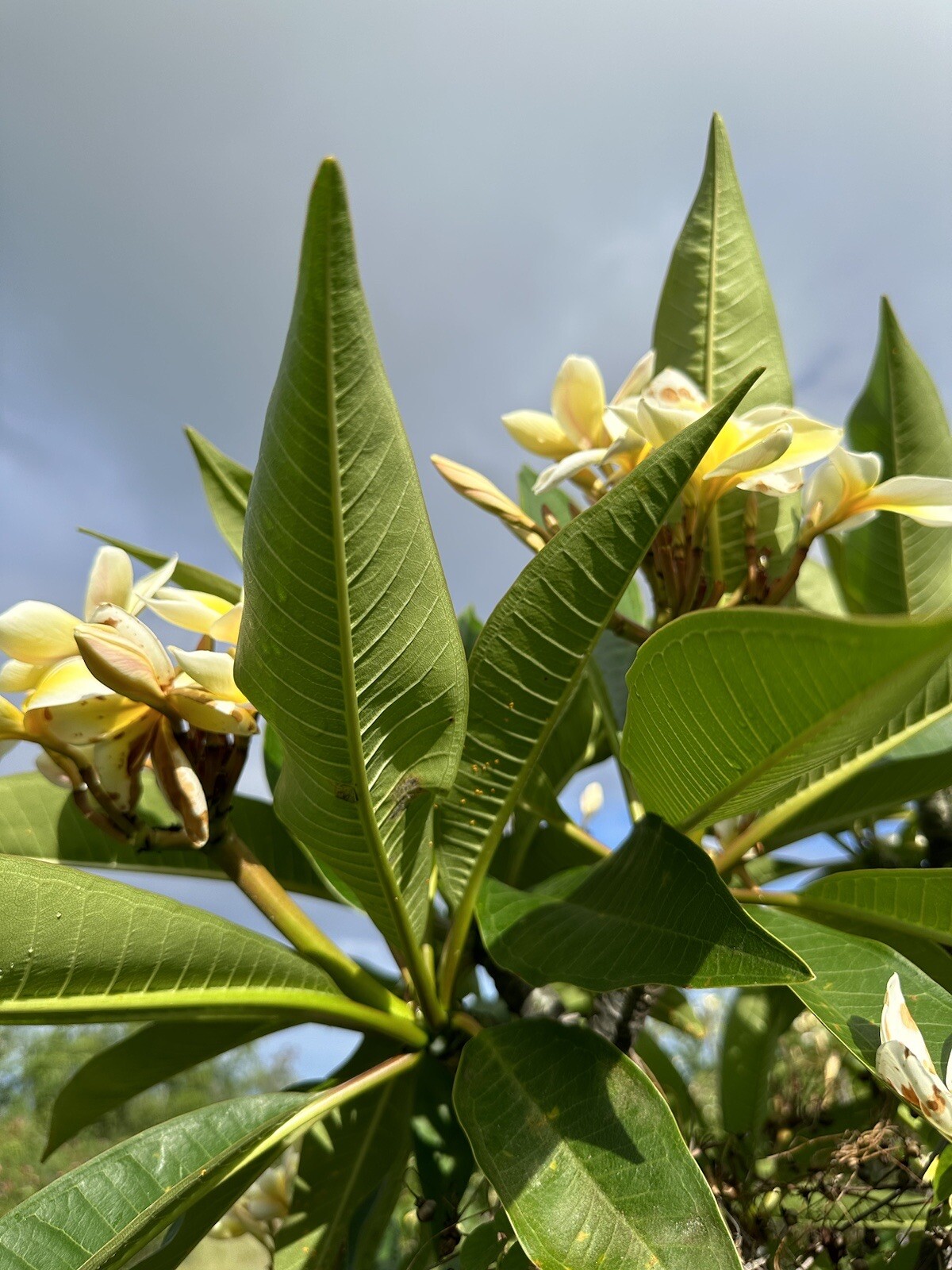 Yellow Plumeria Cutting Single Head 10inch Fresh Starter x1