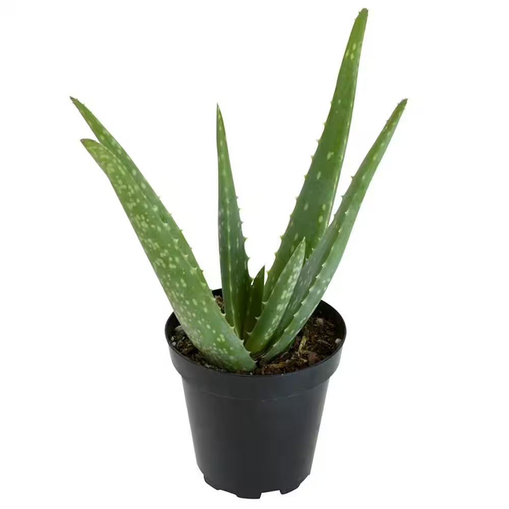 Live Aloe Vera Succulent Plant, (Approx. 10In. Tall), 3.5In. Grower Pot, Easy Li