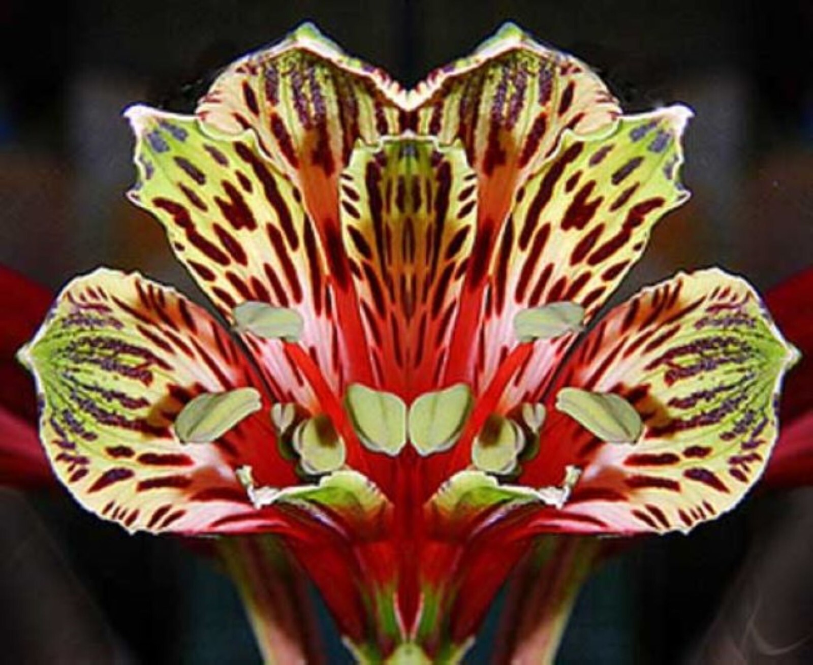 50 Lily Flower Seeds Much Less Money Than Bulbs