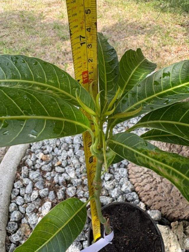 GRAFTED (SUPER RARE) THAI PURPLE NAM DOC MAI/SI MEUANG 12″ OR MORE TALL