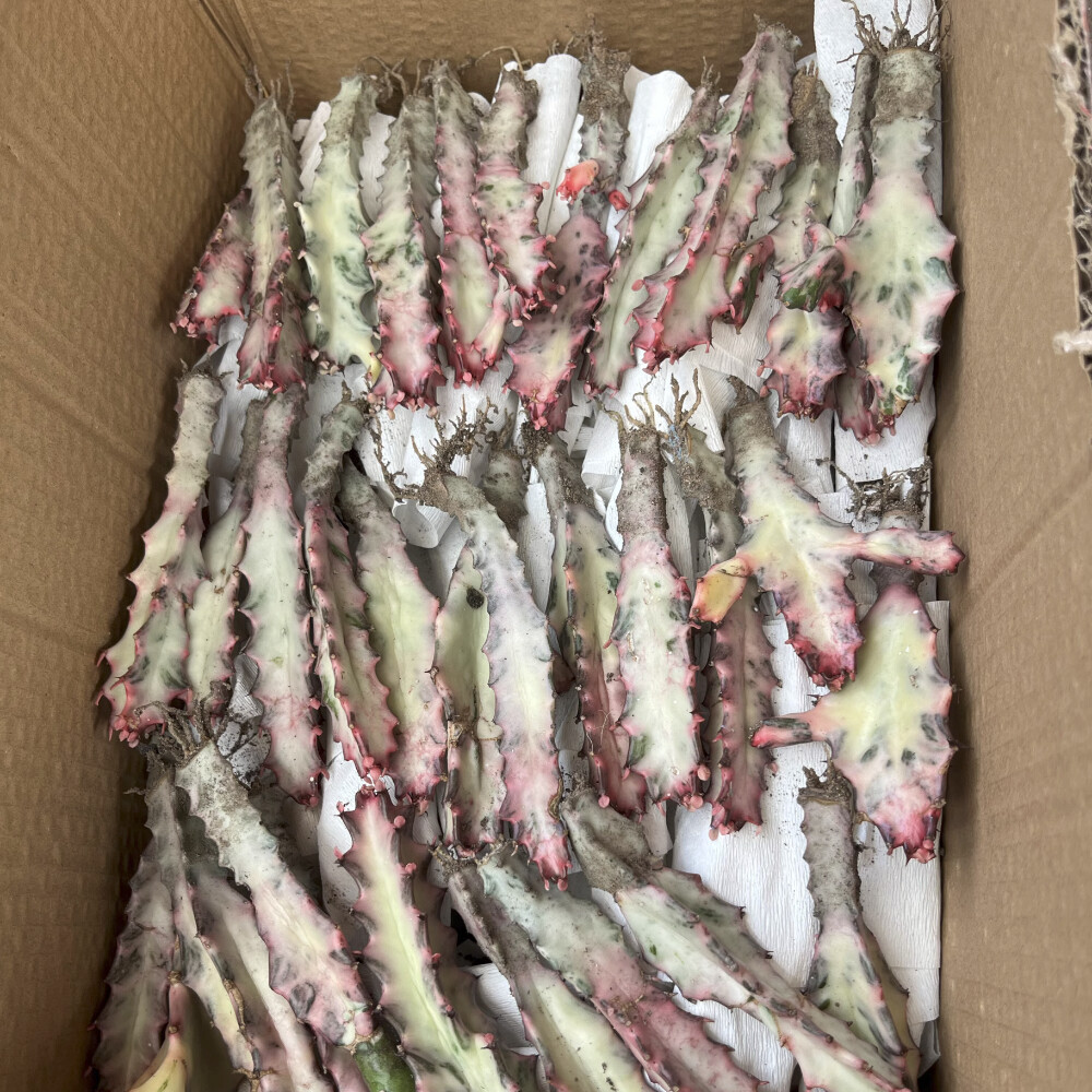 8CM Succulent Cactus Plant Euphorbia Trigona Rubra Red Variegata Cactaceae Plant