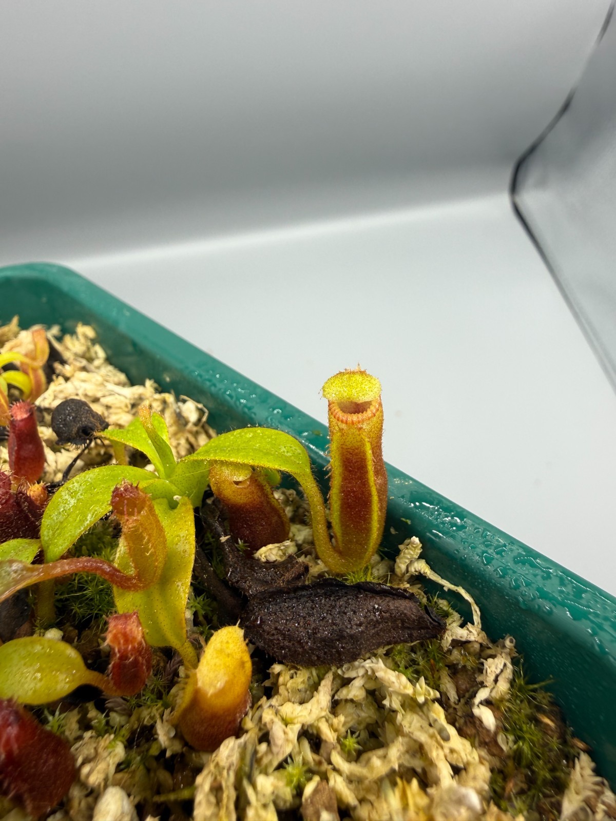 Nepenthes Harryana Specimens Sg (READ DESCRIPTION)