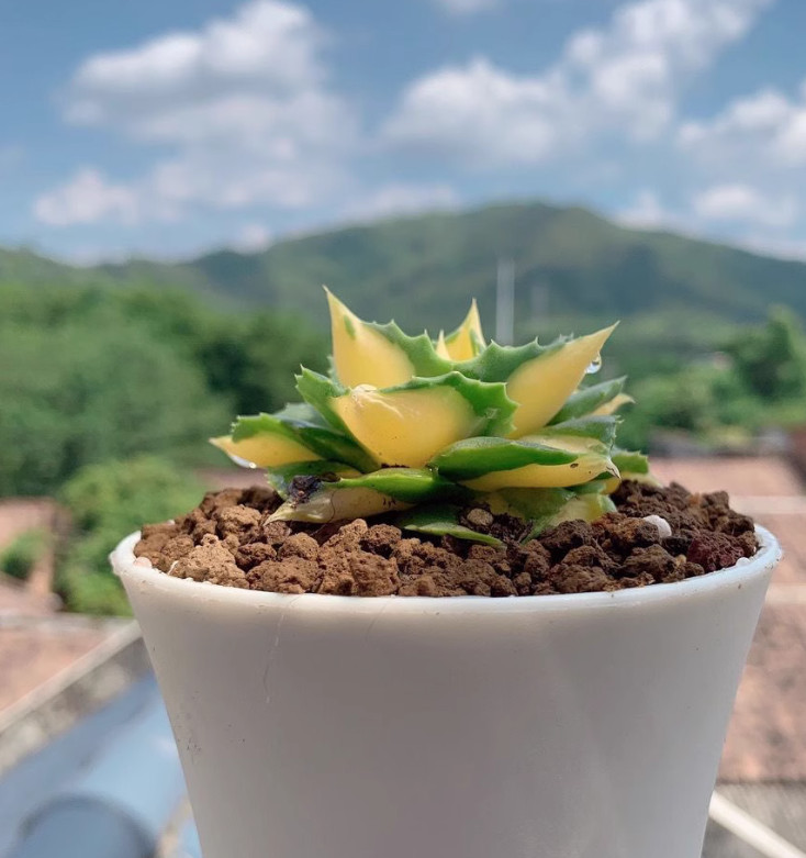 4-5CM Succulent Plant var.Verschaffeltii Compacta Agavaceae Agave Potatorum