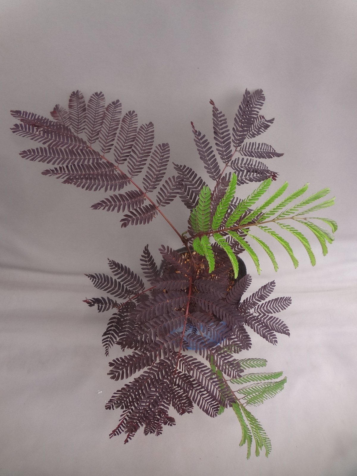 Albizia julibrissin ‘Karasuba’ black leaf [Must read description]