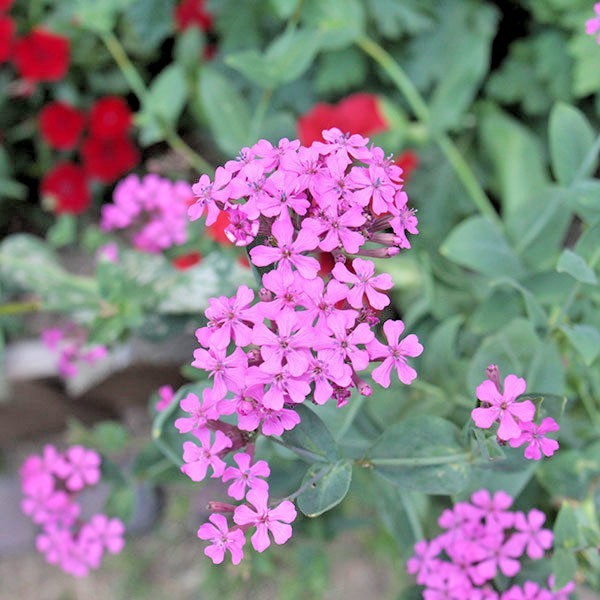1001+CATCHFLY Flower Seeds None So Pretty Native Wildflower Patio Container Easy