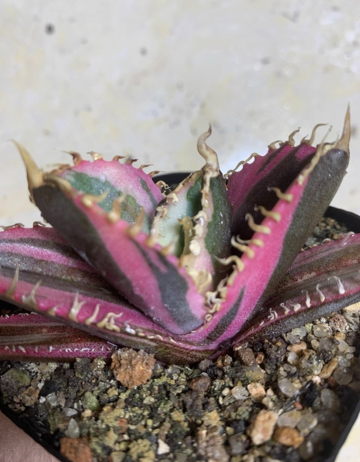 1pc Rare Red Abdominal Variegated Agave One Plant One Shot