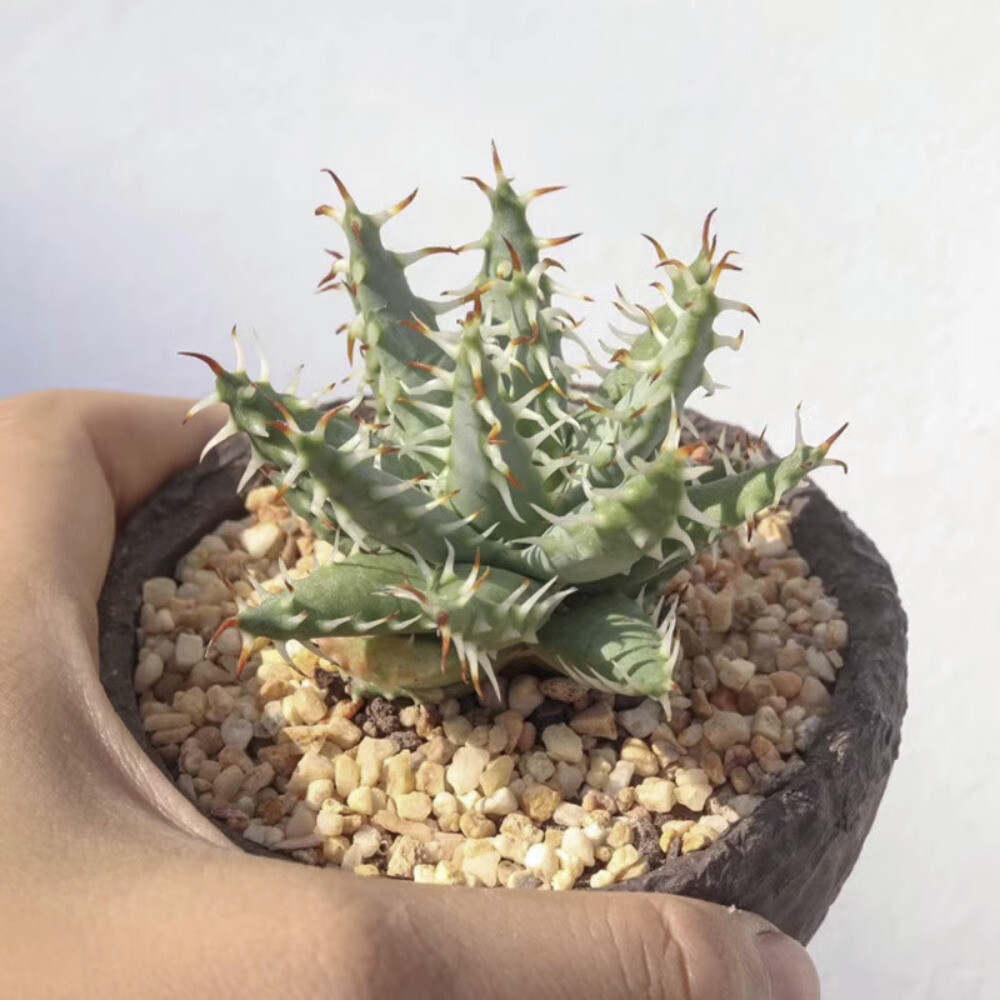5CM Succulent Aloe Plant Aloe Erinacea Liliaceae Home Garden Beautiful Plant
