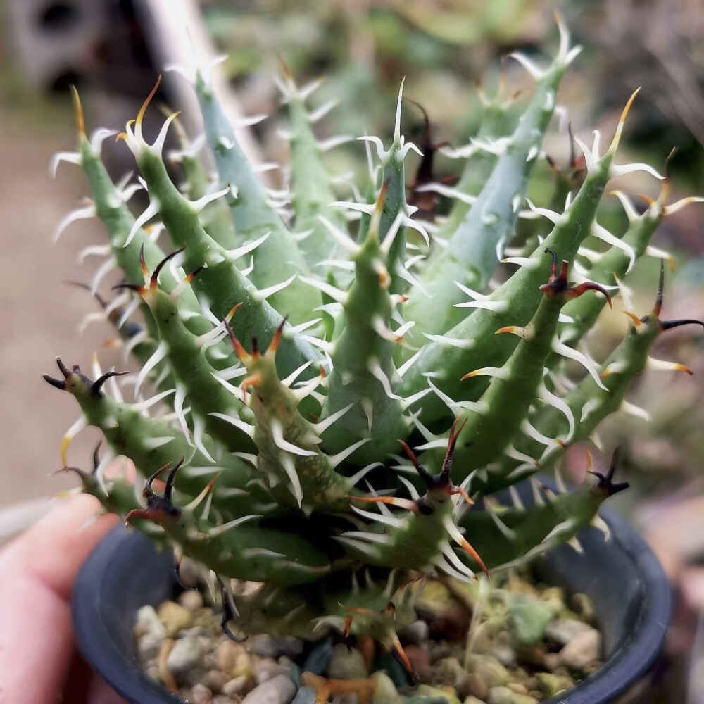 5CM Succulent Aloe Plant Aloe Erinacea Liliaceae Home Garden Beautiful Plant