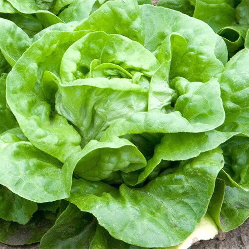 White Boston Lettuce Seeds | Heirloom / Non-GMO | Free Shipping | 1105