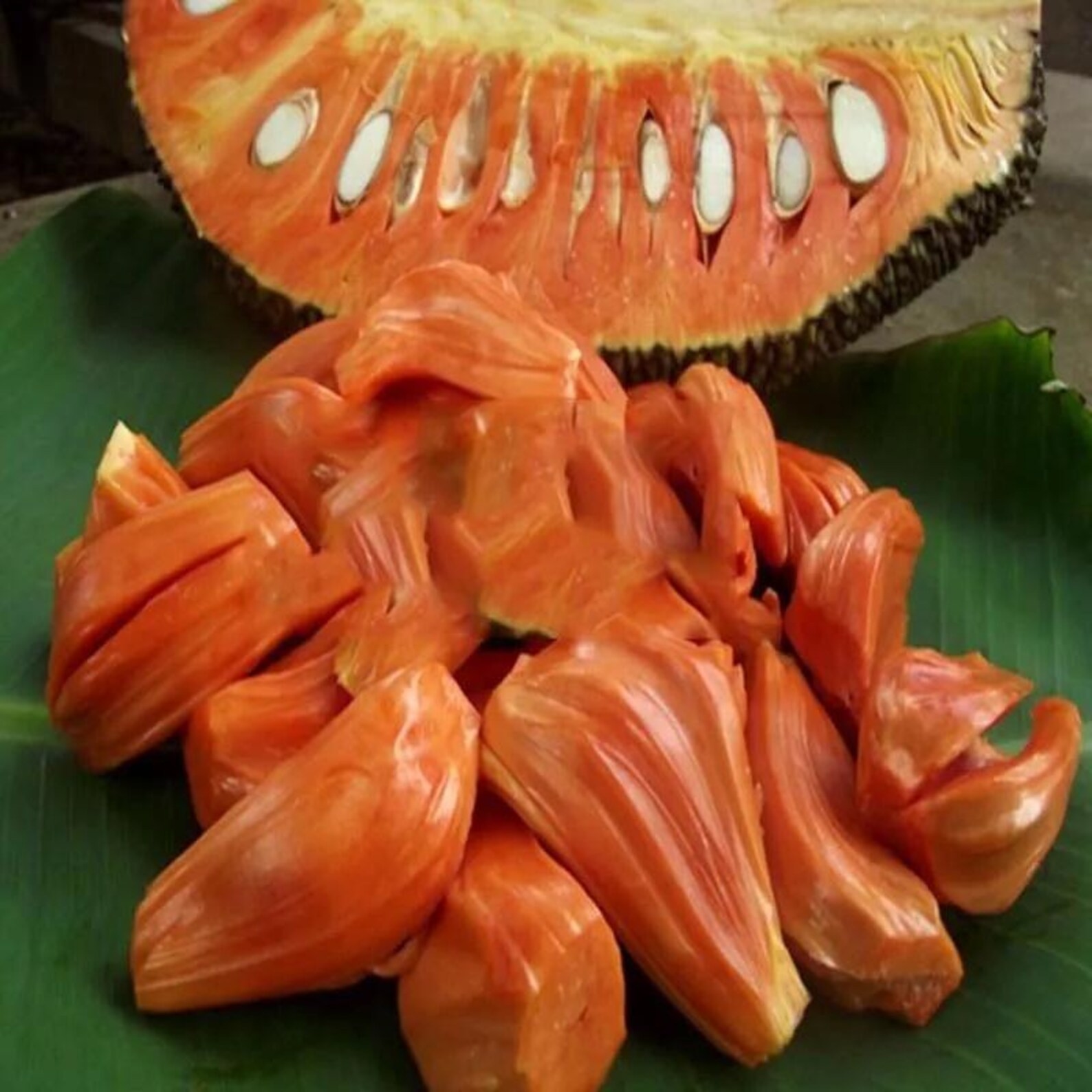 8 Super RARE Malaysia Red Jackfruit Seeds Orange Mit Do Juice Organic