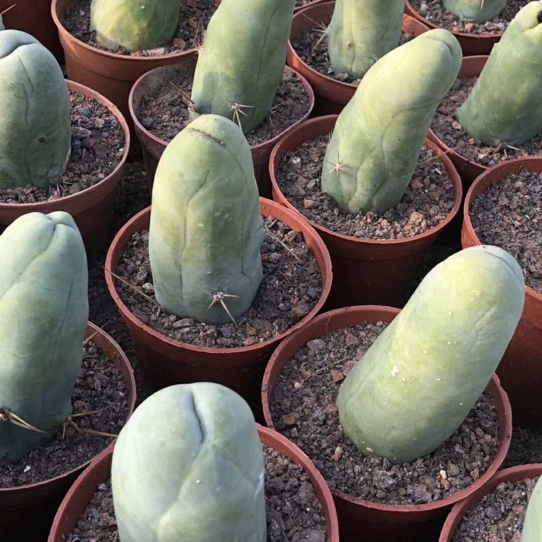 8CM Succulent Cactus Plant Eulychnia Castanea Male Sexy Cactaceae Home Garden