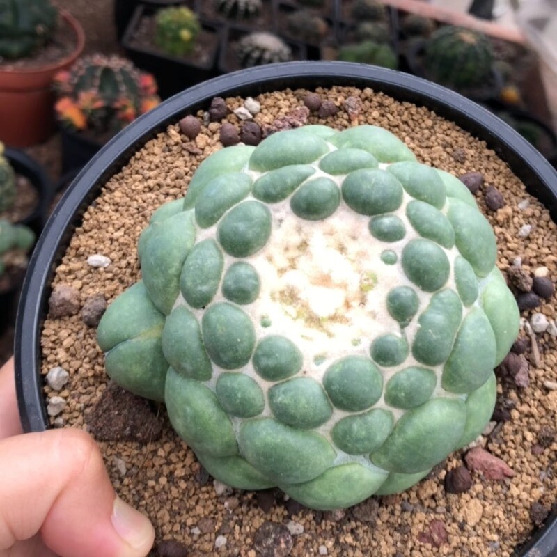 8CM Succulent Cactus Plant Coryphantha Elephantidens Stingless Cactaceae Plant