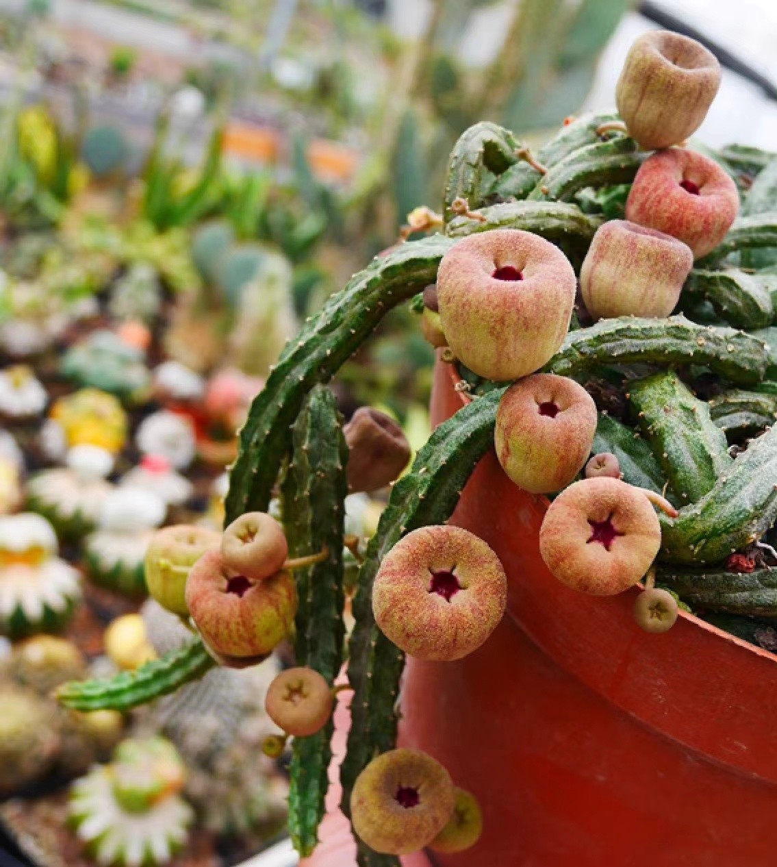 RareSucculent cactus Plant Echidnopsis malum Garden Décor Boutique 3PCS 5-8CM