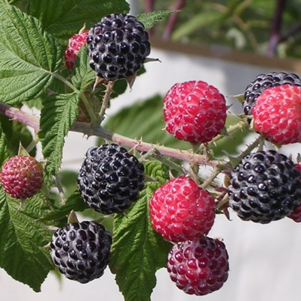3 Black Raspberry Plants “Jewel” (3 Large 1 Year Old Plug Plants) Zones: 5-9
