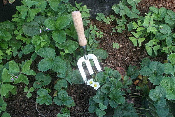 Weeding Fork Hand Garden Tool Stainless Steel Wood Handle Gardening Implement