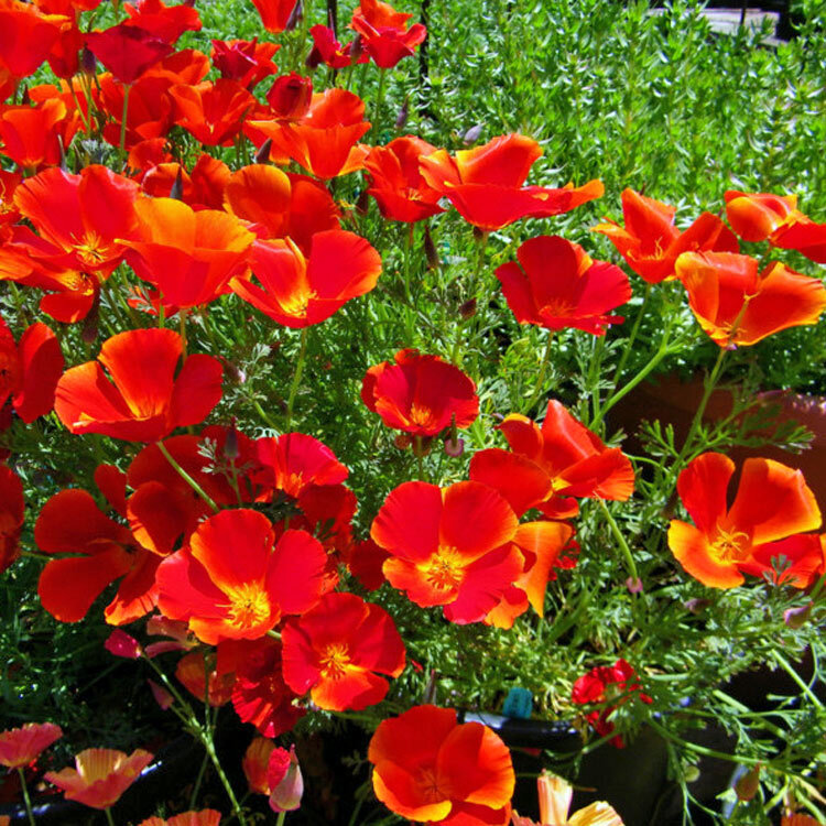Red Chief California Poppy Seeds | Heirloom / Non-GMO | Free Shipping | 1229