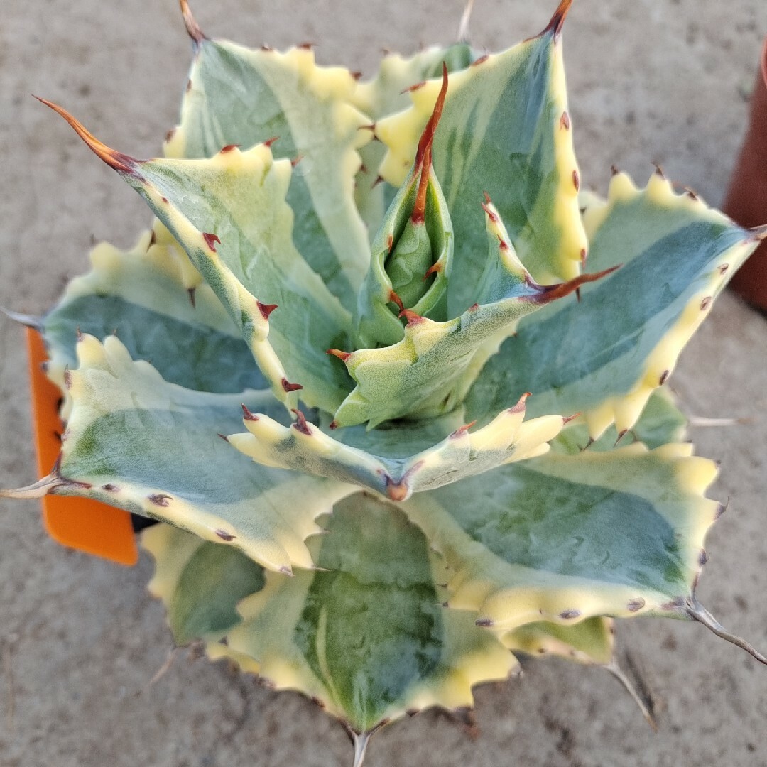 8CM Succulent Agave Plant Agave Parrasana Raiko Nishiki Variegated Home Garden