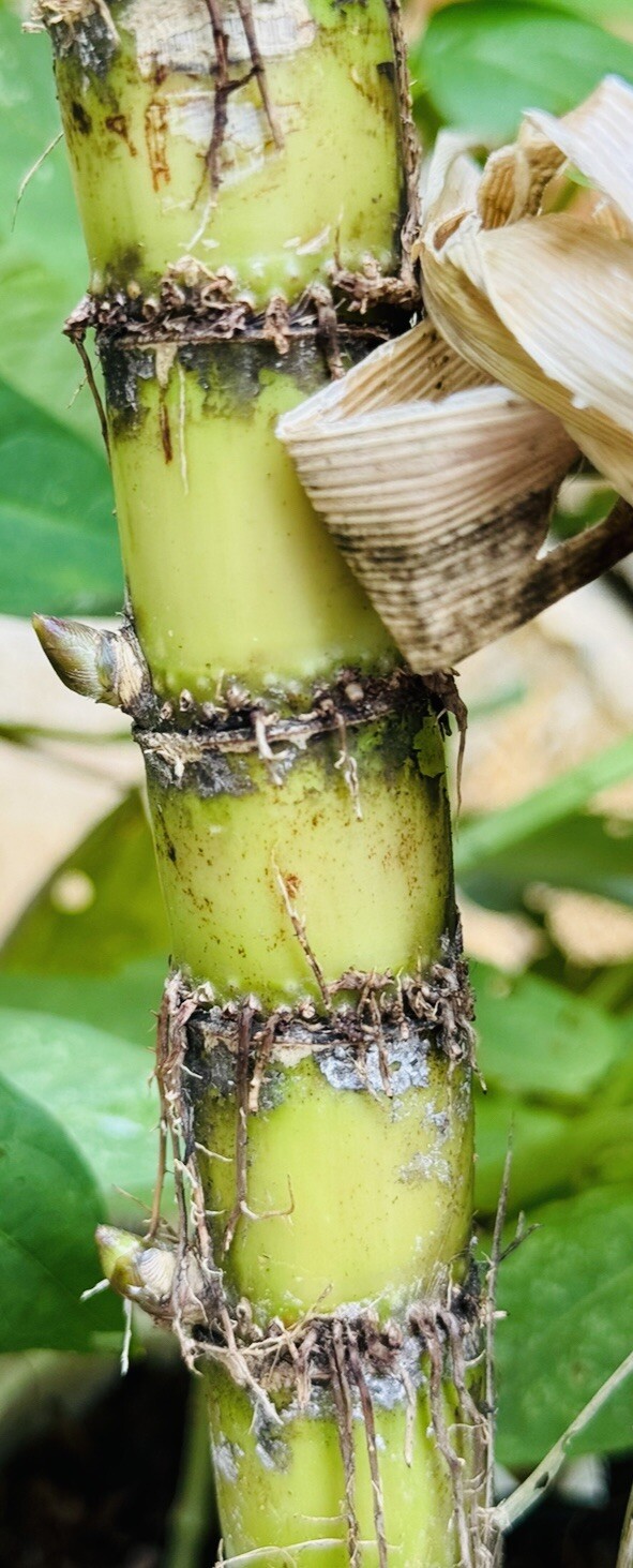 5 PCS ROOTED GREEN SUGARCANE CUTTING SWEET JUICY LIVE PLANT READY TO PLANT