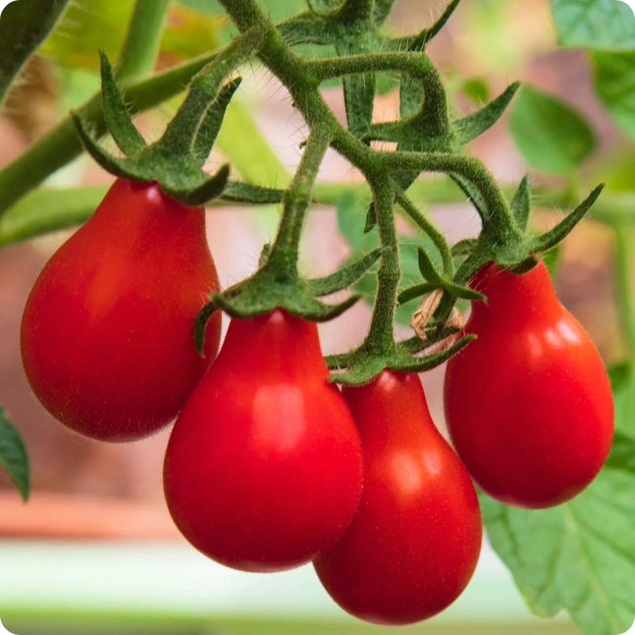 Ultimate Cherry Tomato Seed Combo Pack 500 Seeds 10 Varieties – 50 Each Variety