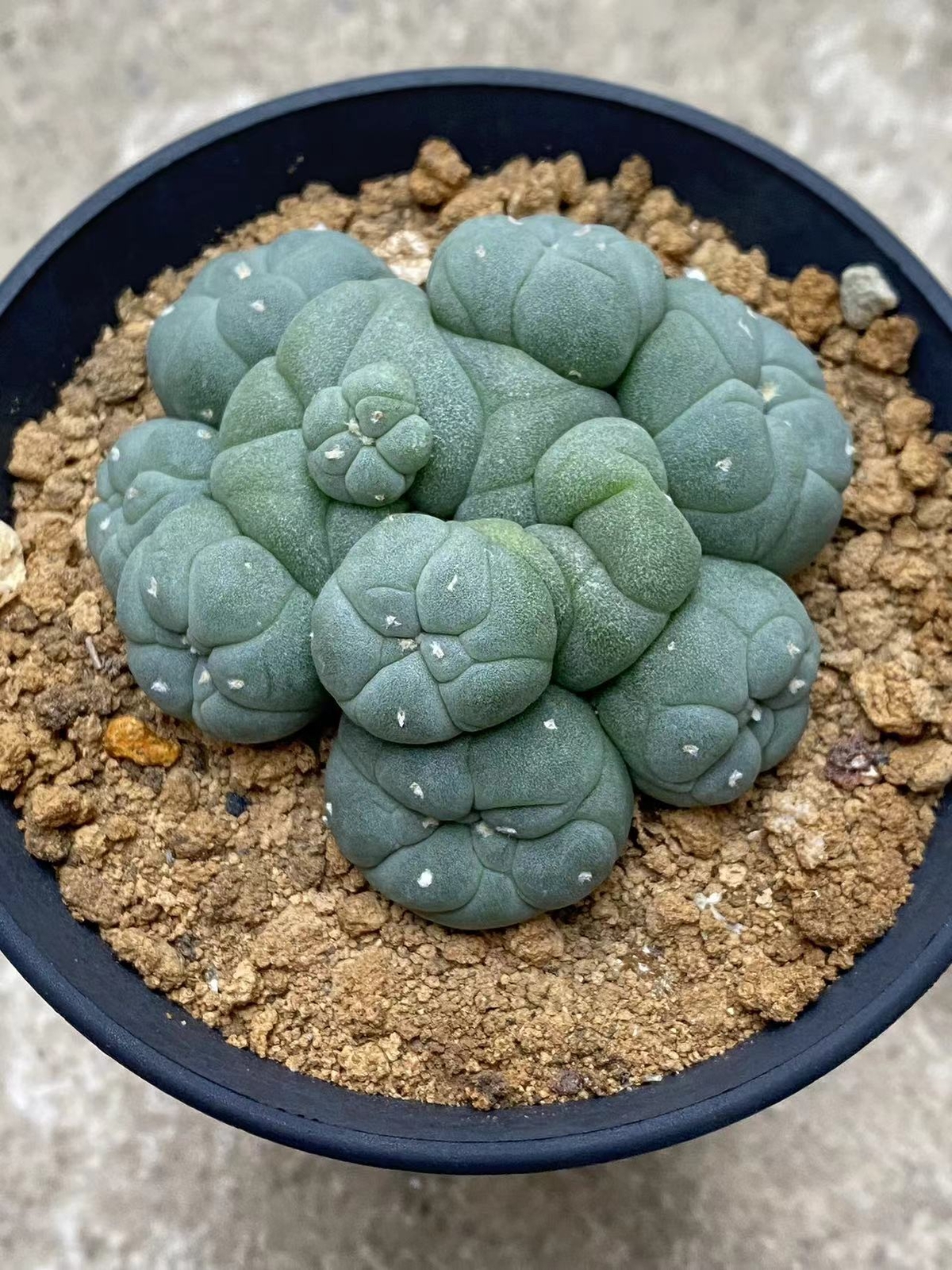 6-8cm cactus Succulent Multiple heads Plant Garden beautiful Plant seedgrowth