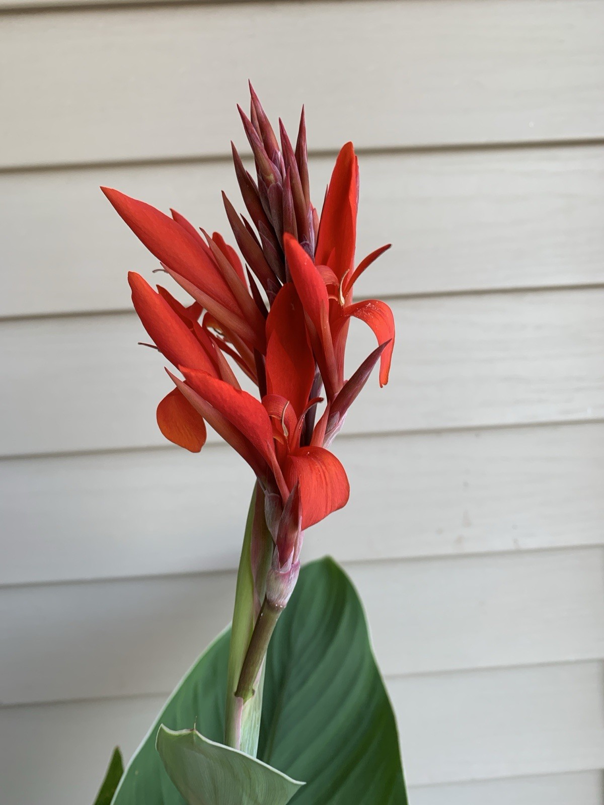 Canna Lily Bulb Rhizome, Large Green Leaves, Red Flower Easy Plant [g