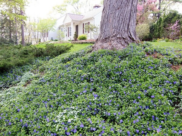 25 Vinca Minor Periwinkle Creeping Myrtle Perennial Evergreen Ground Cover