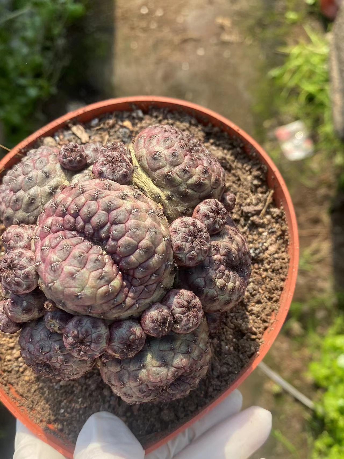 Multi Heads Rebutia rauschii Zecher Succulent Plant Garden Décor Boutique 6-8CM