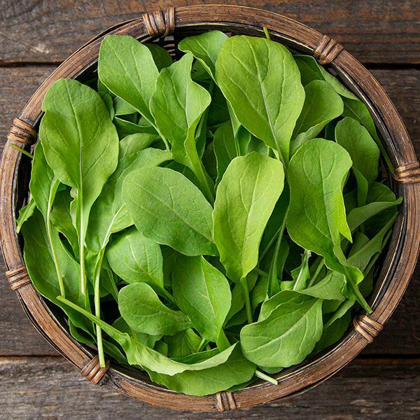 Astro Arugula Seeds | Heirloom / Non-GMO | Free Shipping | Seed Store | 1176