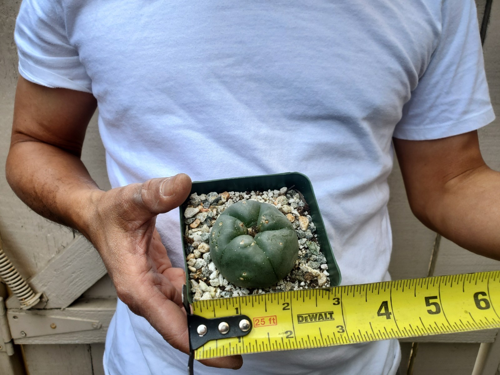Unknown Cactus -G