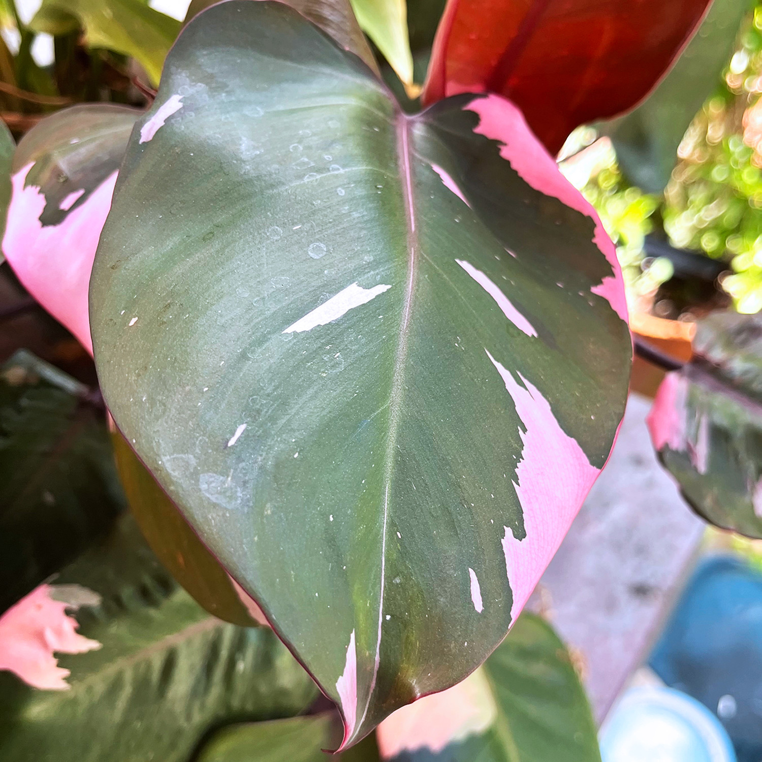 Pink Princess Philodendron Plant – FREE Shipping