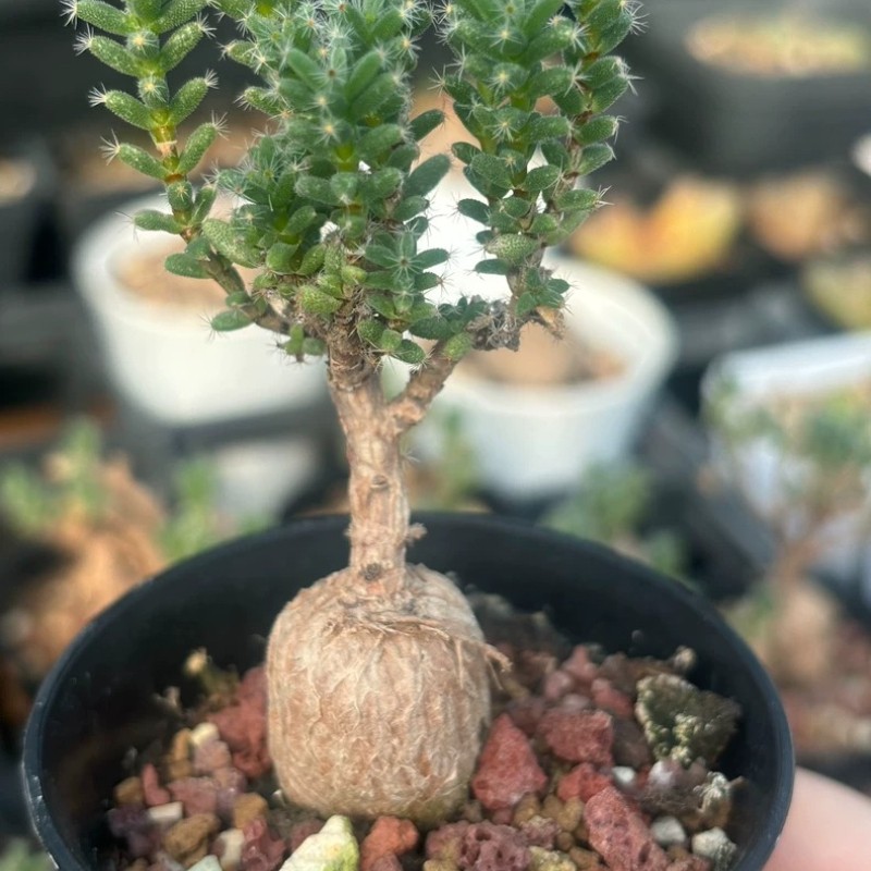 5CM Succulent Plant Trichodiadema Bulbosum Schwantes Aizoaceae Home Garden Plant