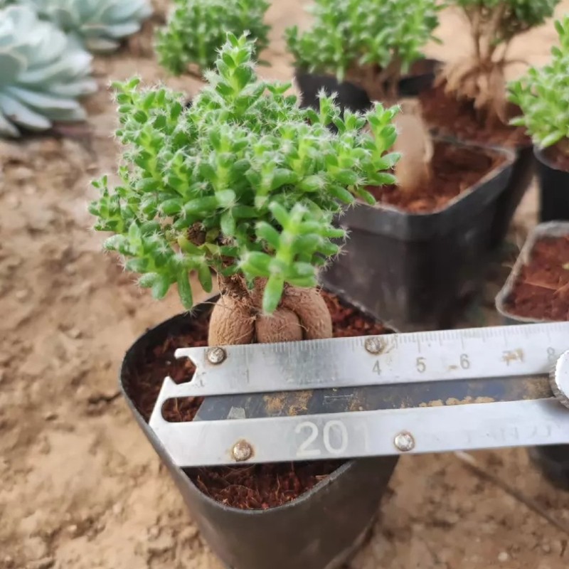 5CM Succulent Plant Trichodiadema Bulbosum Schwantes Aizoaceae Home Garden Plant