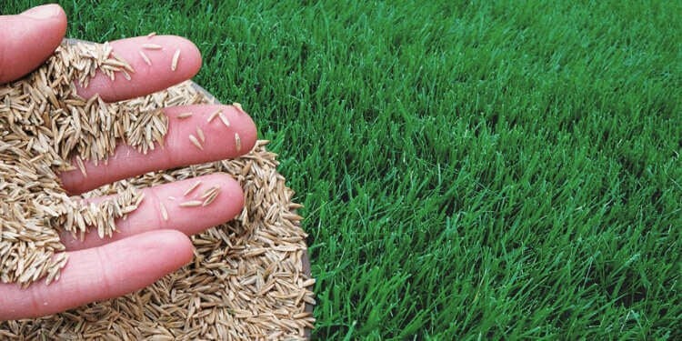Annual Rye Grass 5.5 lbs Grass Seed Fast Growing Winter Fall Rye Grass FAST SHIP