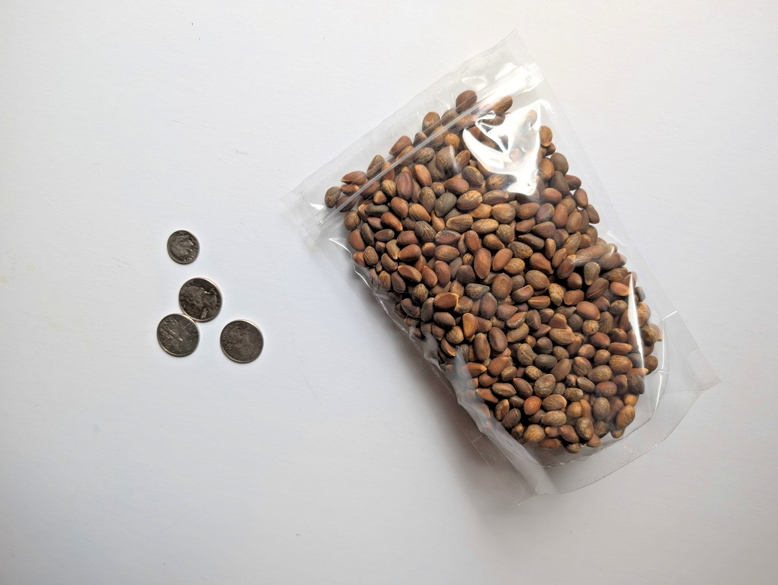 Piñon Pine Nuts, New Mexico Pinon, 2024, 8oz Raw | Navajo Nation, Zuni Mountains