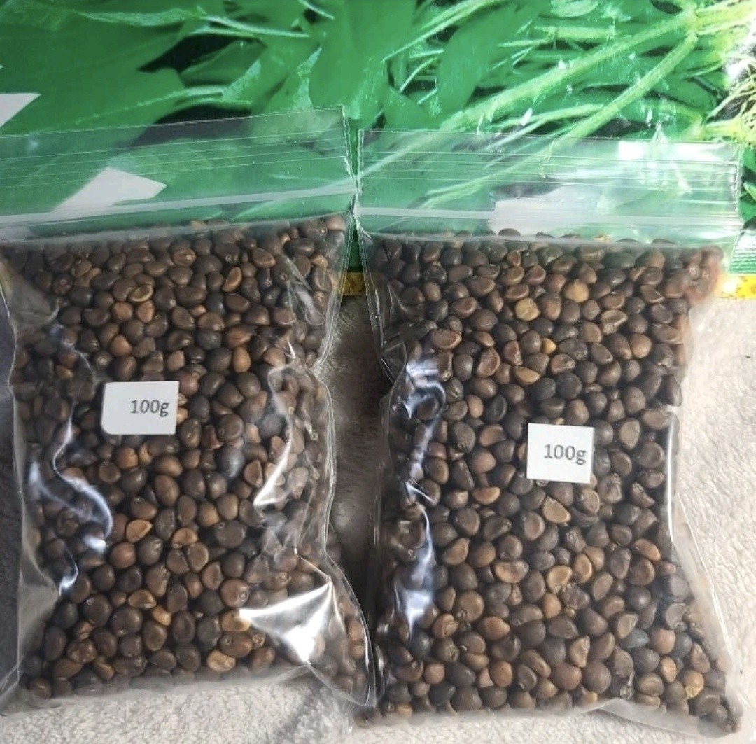 2025Aug. NEW! water spinach ong choy 4000+ seeds （200 g） Vegetable