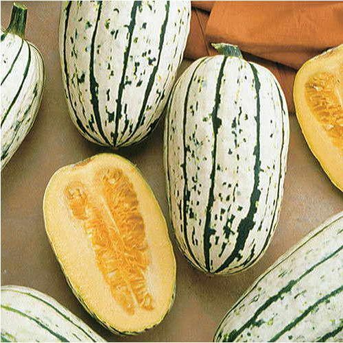 Delicata Squash Seeds | Heirloom / Non-GMO | Free Shipping | Seed Store | 1120