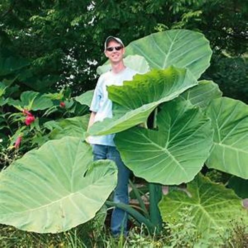 **THAILAND GIANT** Elephant Ear Colocasia Esculenta Starter Plant**USA Seller**