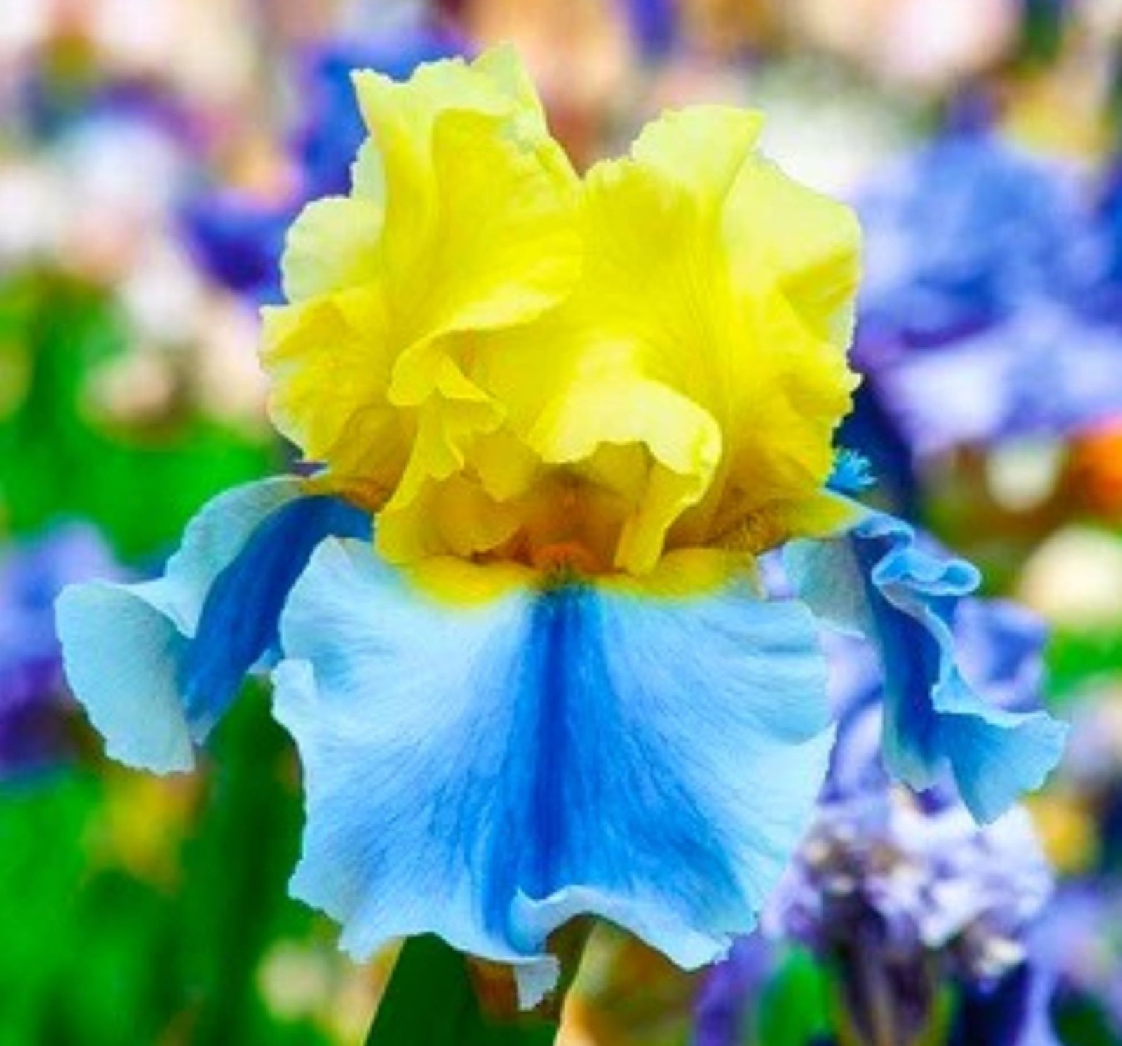 50 Iris Seeds Much Less Money Than Bulbs ..