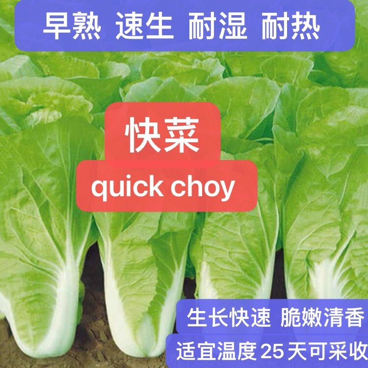 300+ Early quick choy seeds 300多粒早熟快菜种子 2023年新种子