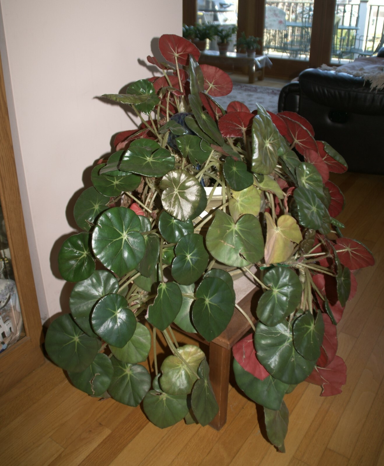 Begonia Erythrophylla (Beefsteak Begonia) has shiny leaves