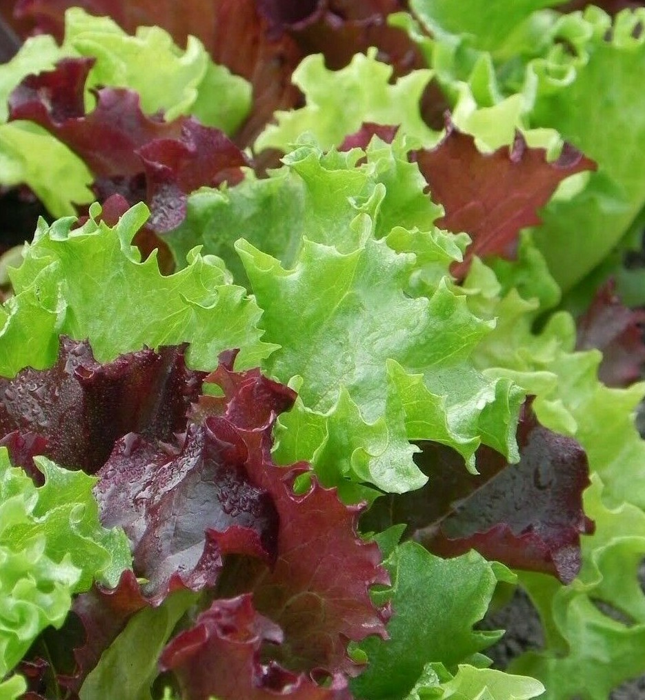 GOURMET SALAD BLEND LETTUCE SEEDS 500+ Healthy GARDEN greens FREE SHIPPING